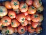 Round tomato of morocco