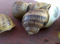 Vente escargots grand gris 10 tonnes