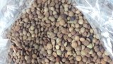 Vente 80 tonnes de lentilles (Ancienne récolte)