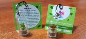 Lot de mini plante cactus pour mariage - MINICACTUS®