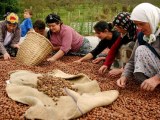 NOISETTE EN GROS DIRECT PRODUCTEUR