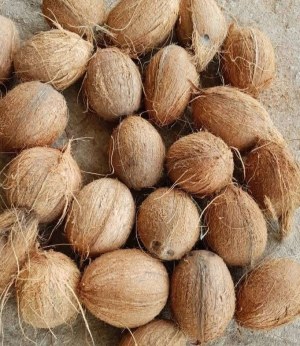 Noix de coco d'Afrique