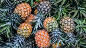 Ananas, avocats, noix de cajou, mangue