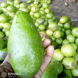 Avocats d'Afrique