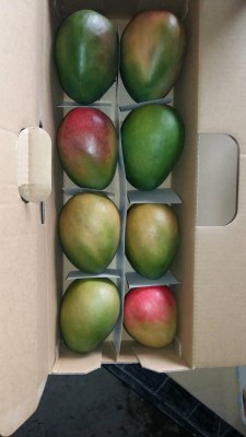 Noix de cajou, ananas, avocats mangue sésame arachides décortiquer