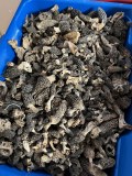 Morilles séchées extra