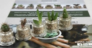 Lot de mini plante cactus pour mariage - MINICACTUS®