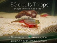 Lot 50 Oeufs de Triops Longicaudatus