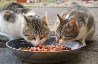 Palettes alimentation chat