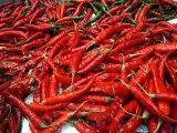 Vente de piment, variété Bec d'oiseau