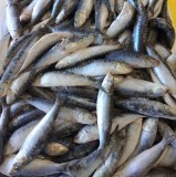 Vente Sardine Congelée du Maroc