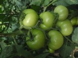 Round tomato of morocco