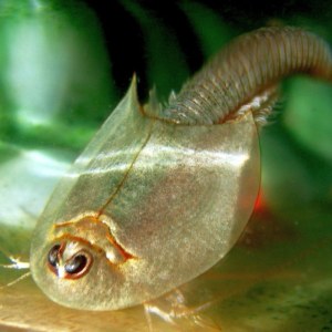 Lot 50 Oeufs de Triops Longicaudatus