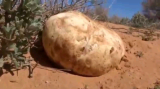 Vente de truffes