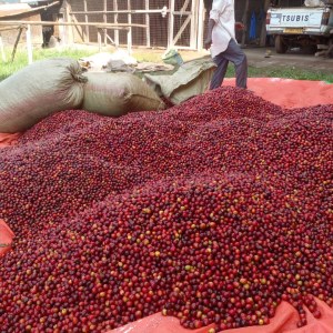 Grains de café vert Robusta de qualité supérieure a vendre en gros