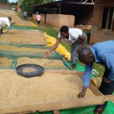 Grains de café vert Robusta de qualité supérieure a vendre en gros